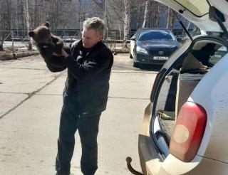A resident of Yakutia rescued cubs from a pack of stray dogs